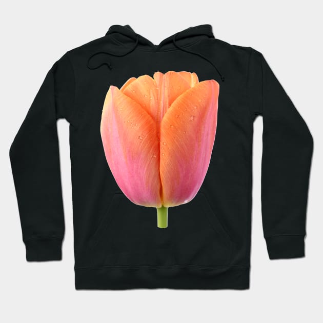 Tulipa  &#39;Orange Dynasty&#39;    Triumph Tulip Hoodie by chrisburrows